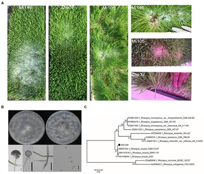 Green control for inhibiting Rhizopus oryzae growth by stress factors in forage grass factory